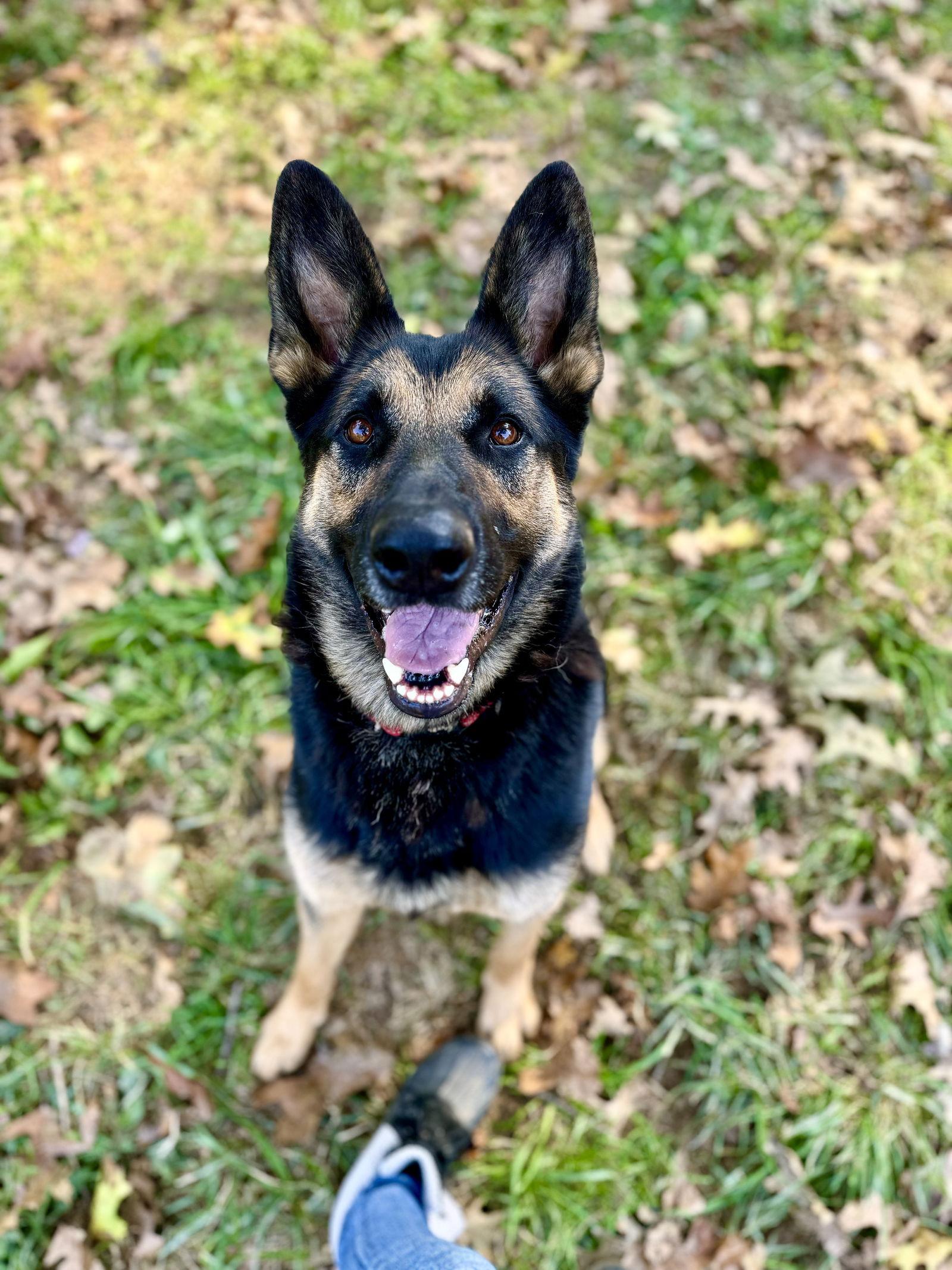 Ace23, a Adoptable German Shepherd Dog in Baltimore, MD image 3/3