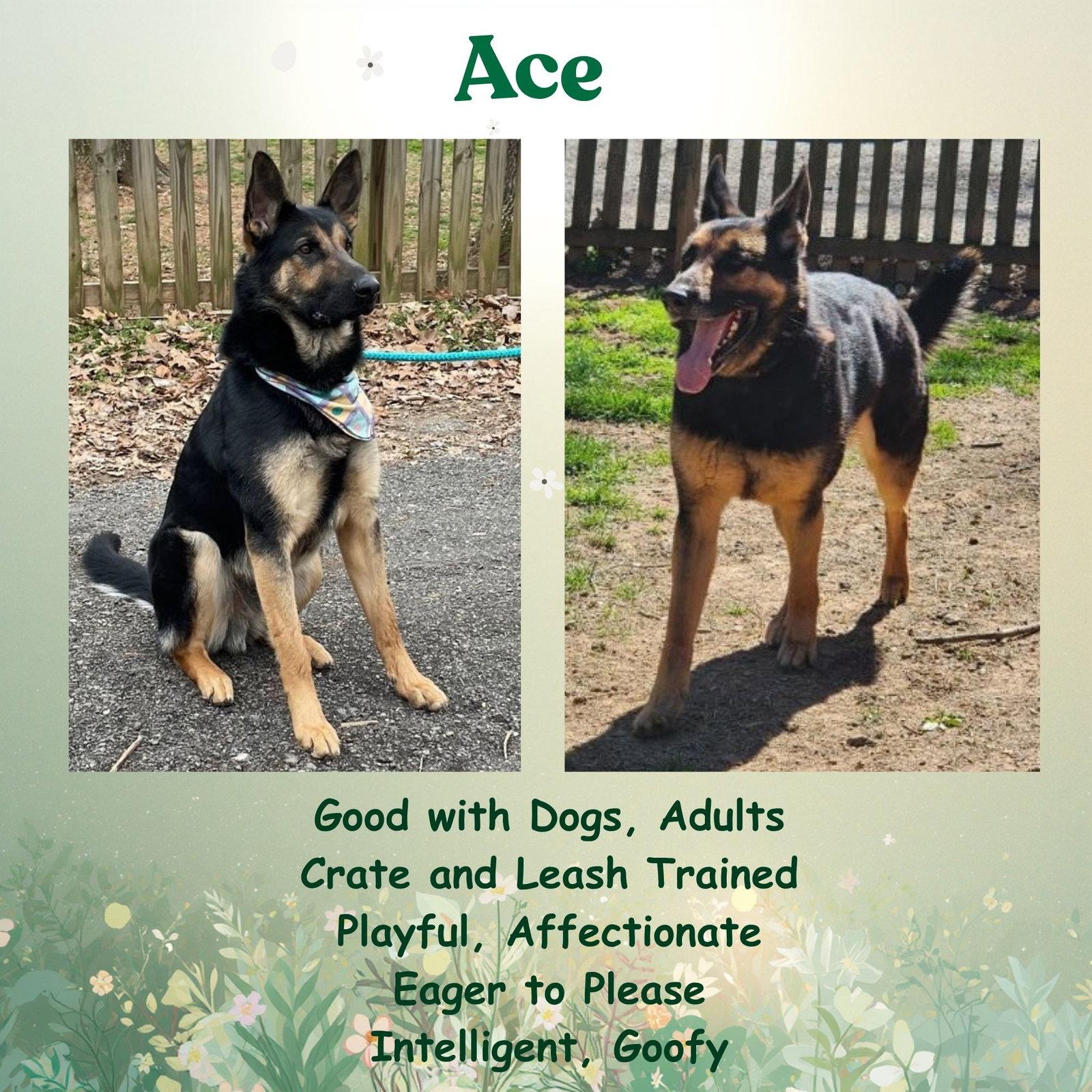 Enlarge Ace23, a Adoptable German Shepherd Dog in Baltimore, MD image 3/3