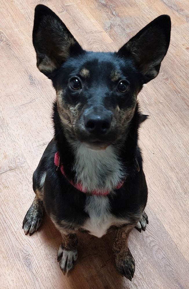 Estelle East, Adoptable, Adult Female Australian Kelpie & Rat Terrier.