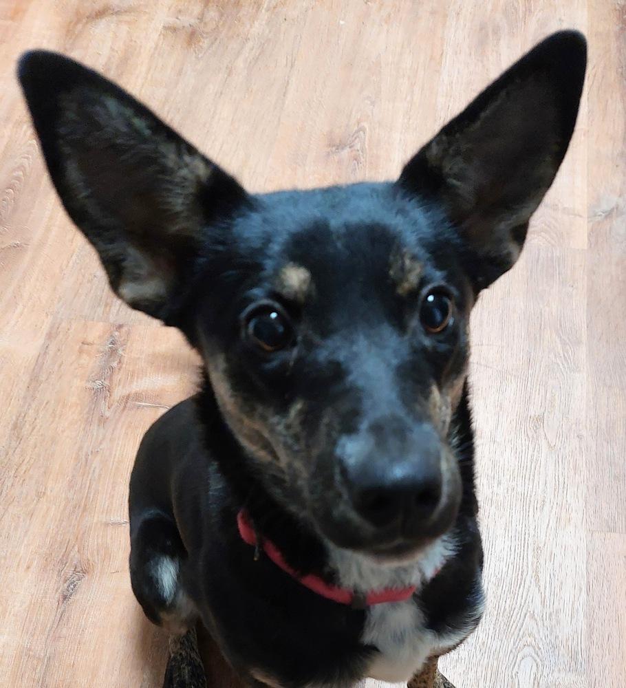 Enlarge Estelle East, a Adoptable mixed breed in Boston, MA image 2/5