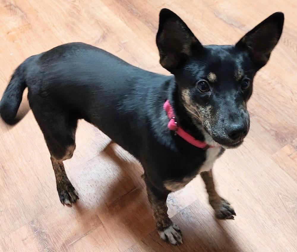 Enlarge Estelle East, a Adoptable mixed breed in Boston, MA image 3/5