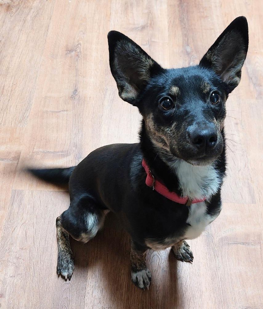 Enlarge Estelle East, a Adoptable mixed breed in Boston, MA image 4/5