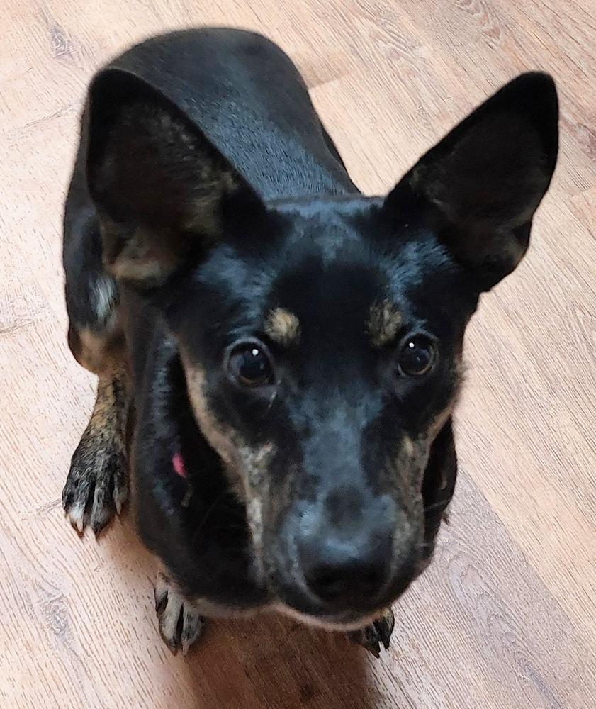 Enlarge Estelle East, a Adoptable mixed breed in Boston, MA image 5/5