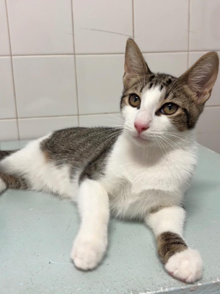 Enlarge Beanie Baby / Fiji, a Adopted mixed breed in Fort Lauderdale, FL image 1/3