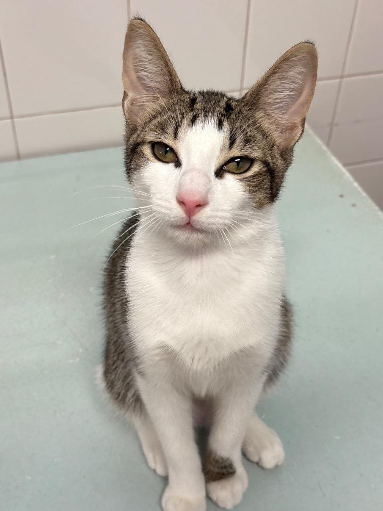 Enlarge Beanie Baby / Fiji, a Adopted mixed breed in Fort Lauderdale, FL image 3/3