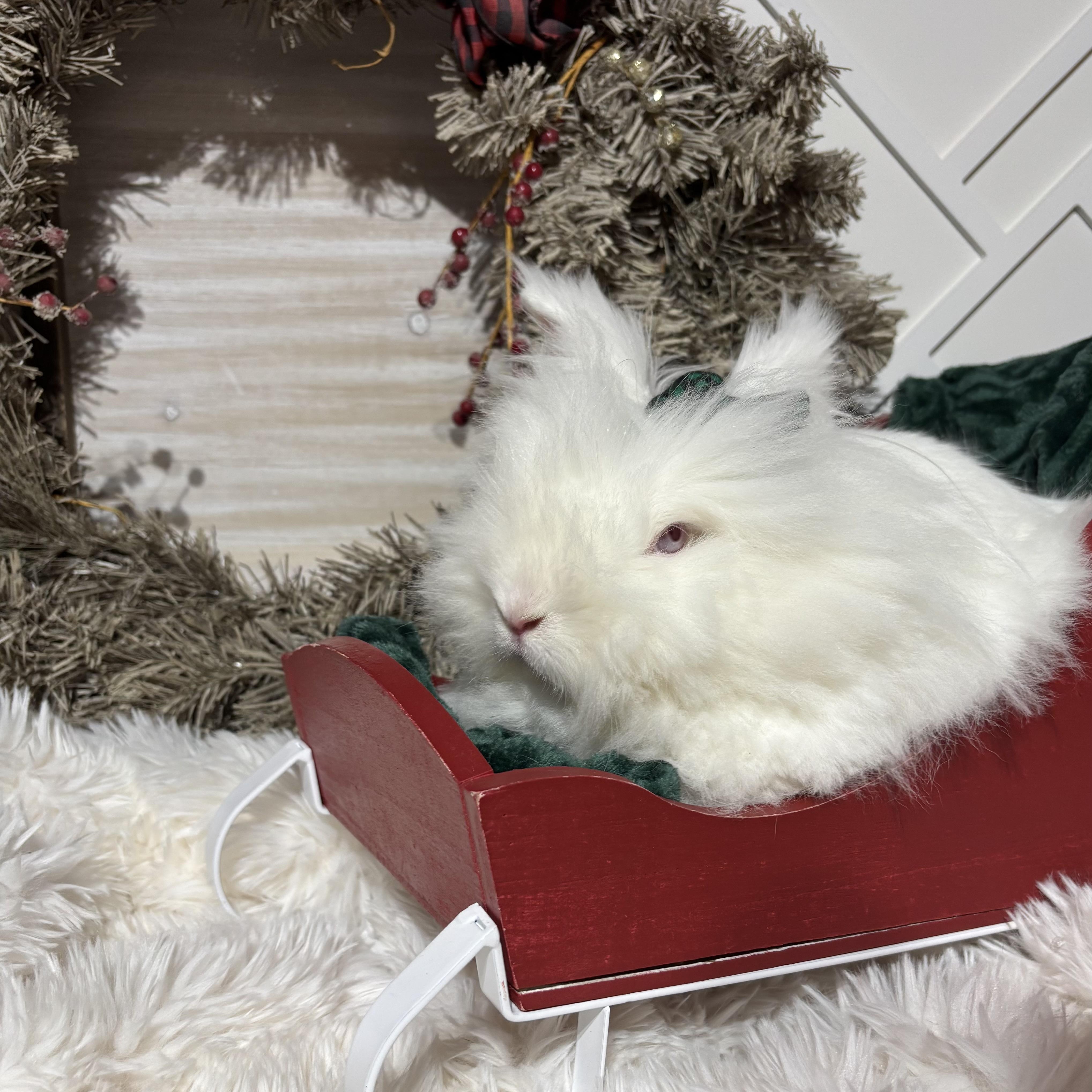 Nessa: featured pet!!, Adoptable, Young Female Lionhead.