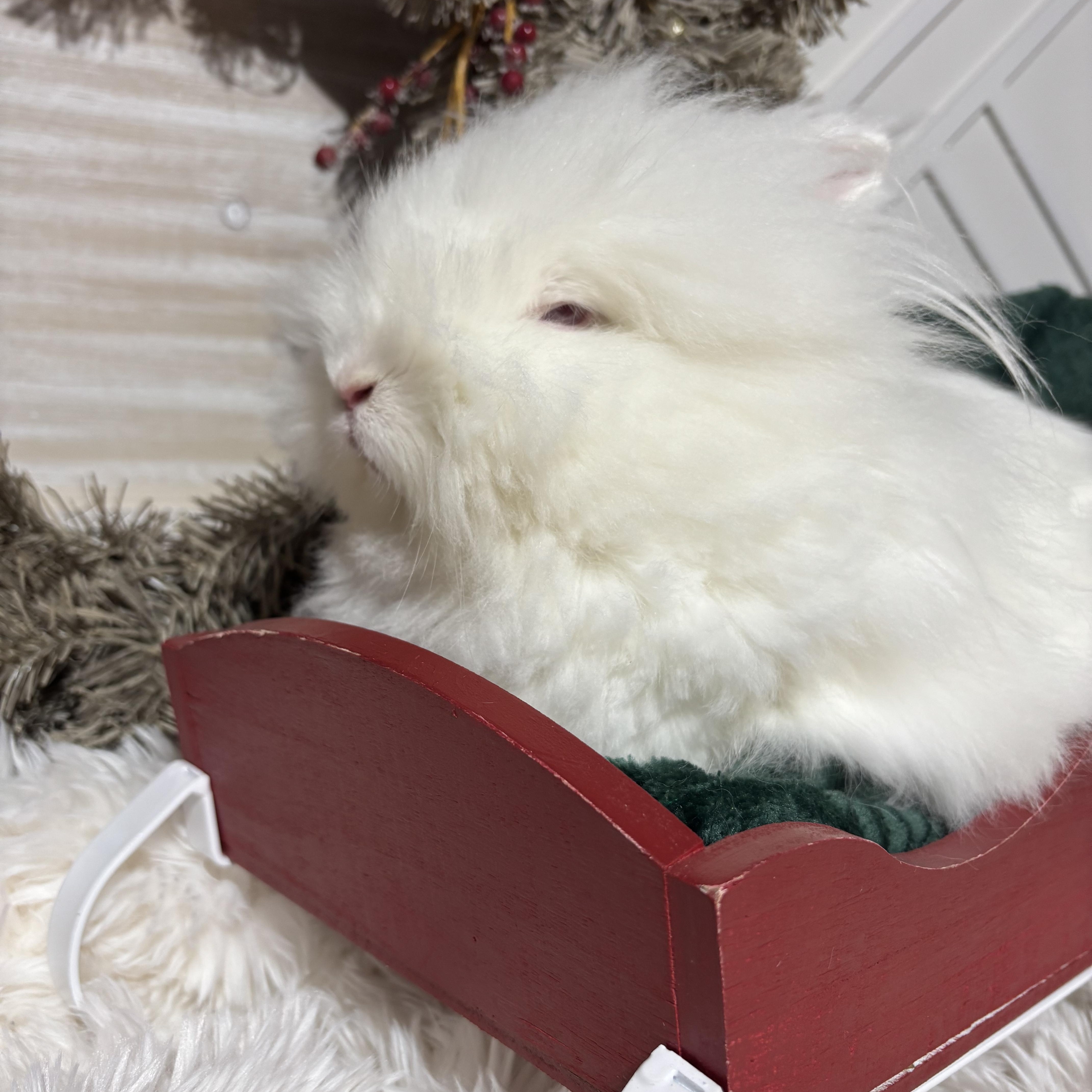 Nessa: featured pet!!, a Adoptable Lionhead in Edinburg, PA image 2/6