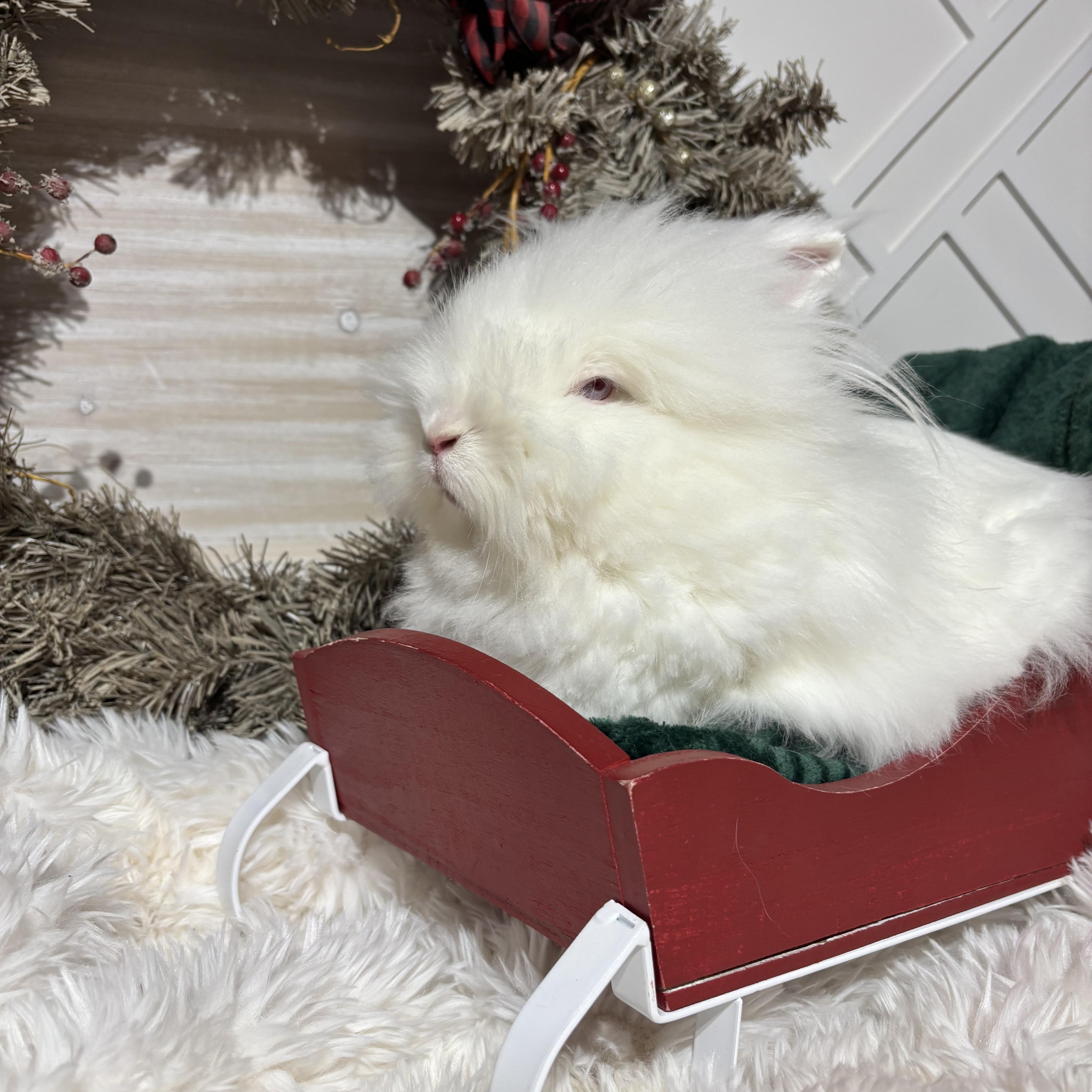 Nessa: featured pet!!, a Adoptable Lionhead in Edinburg, PA image 3/6