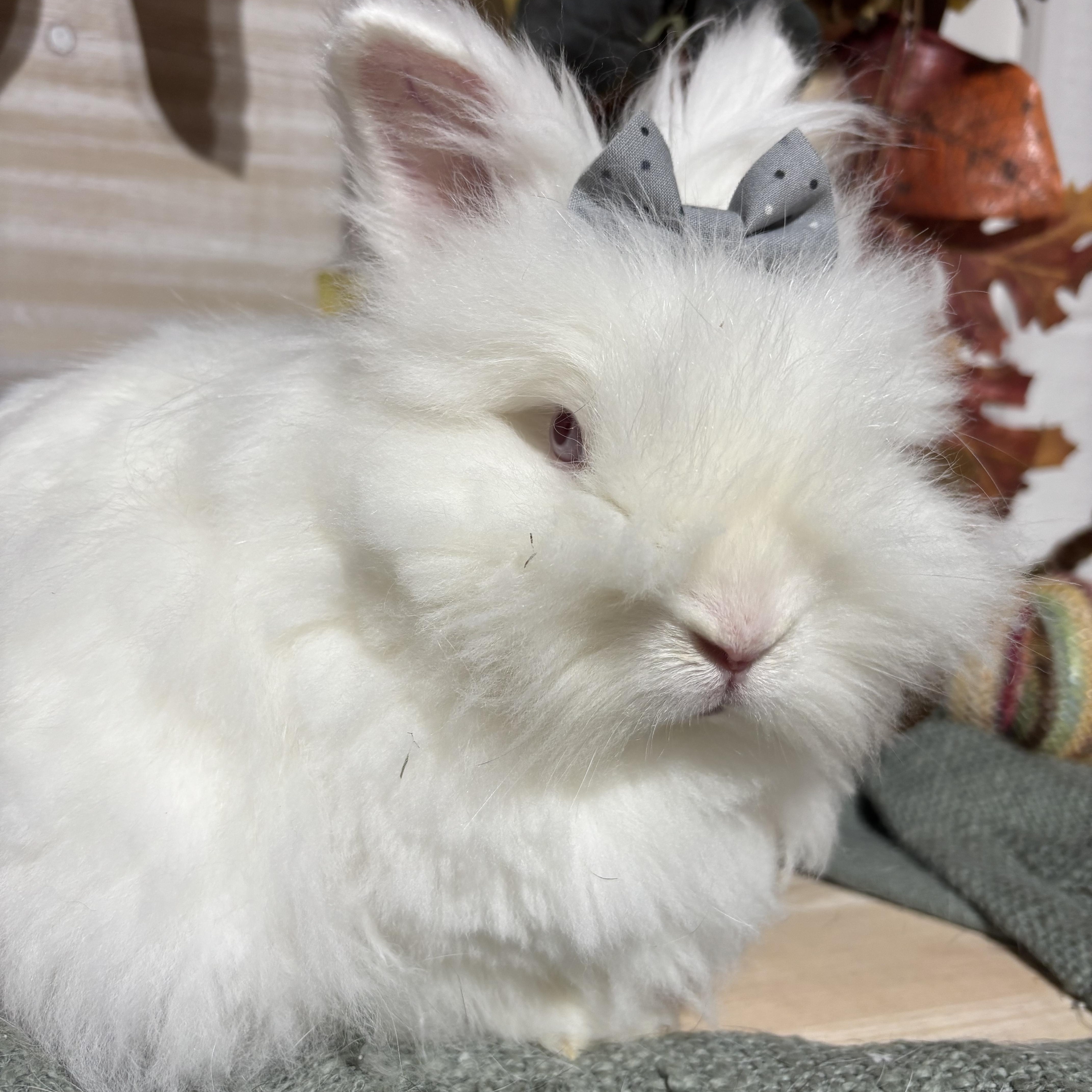 Nessa: featured pet!!