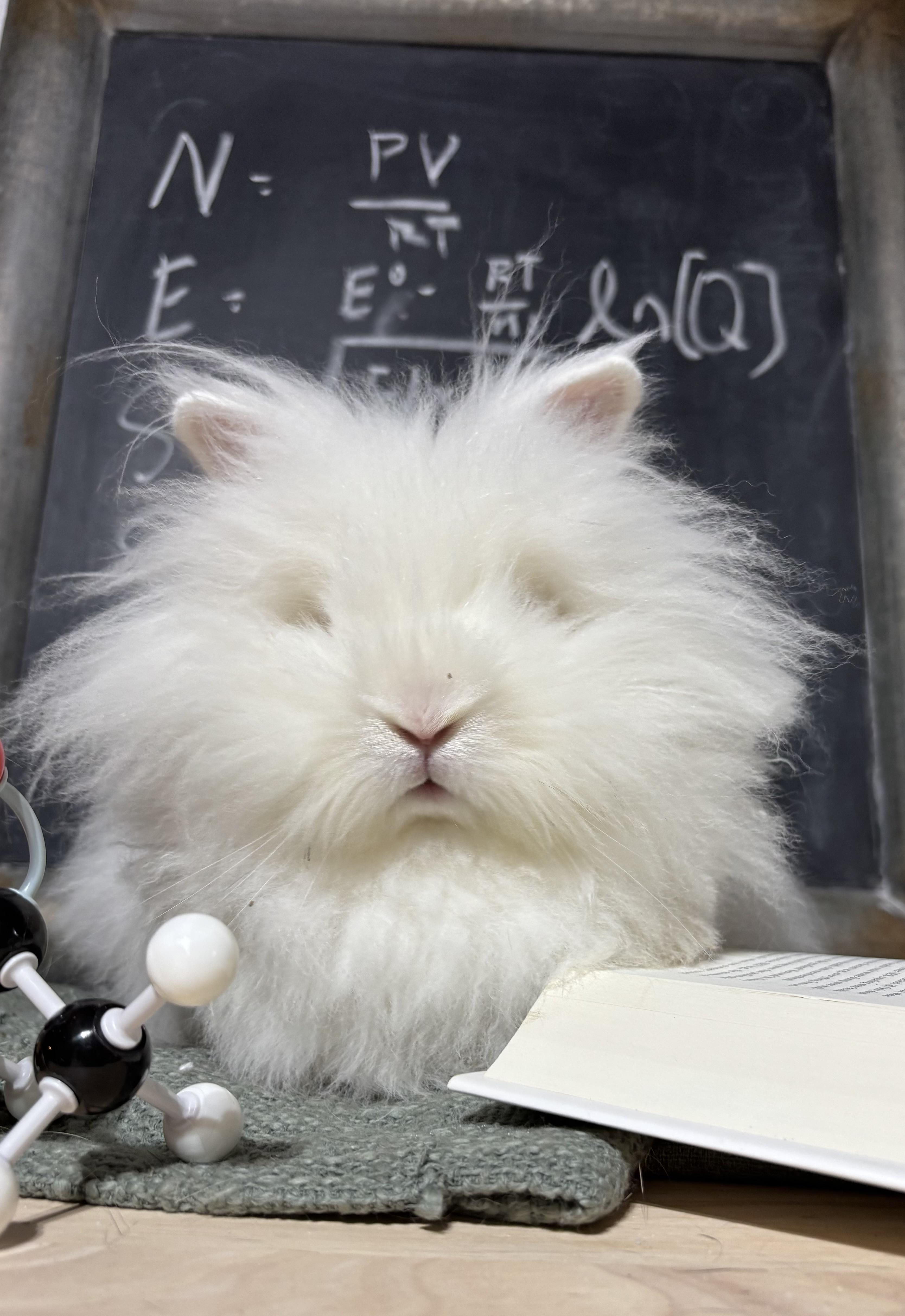 Nessa: featured pet!!, a Adoptable Lionhead in Edinburg, PA image 5/6