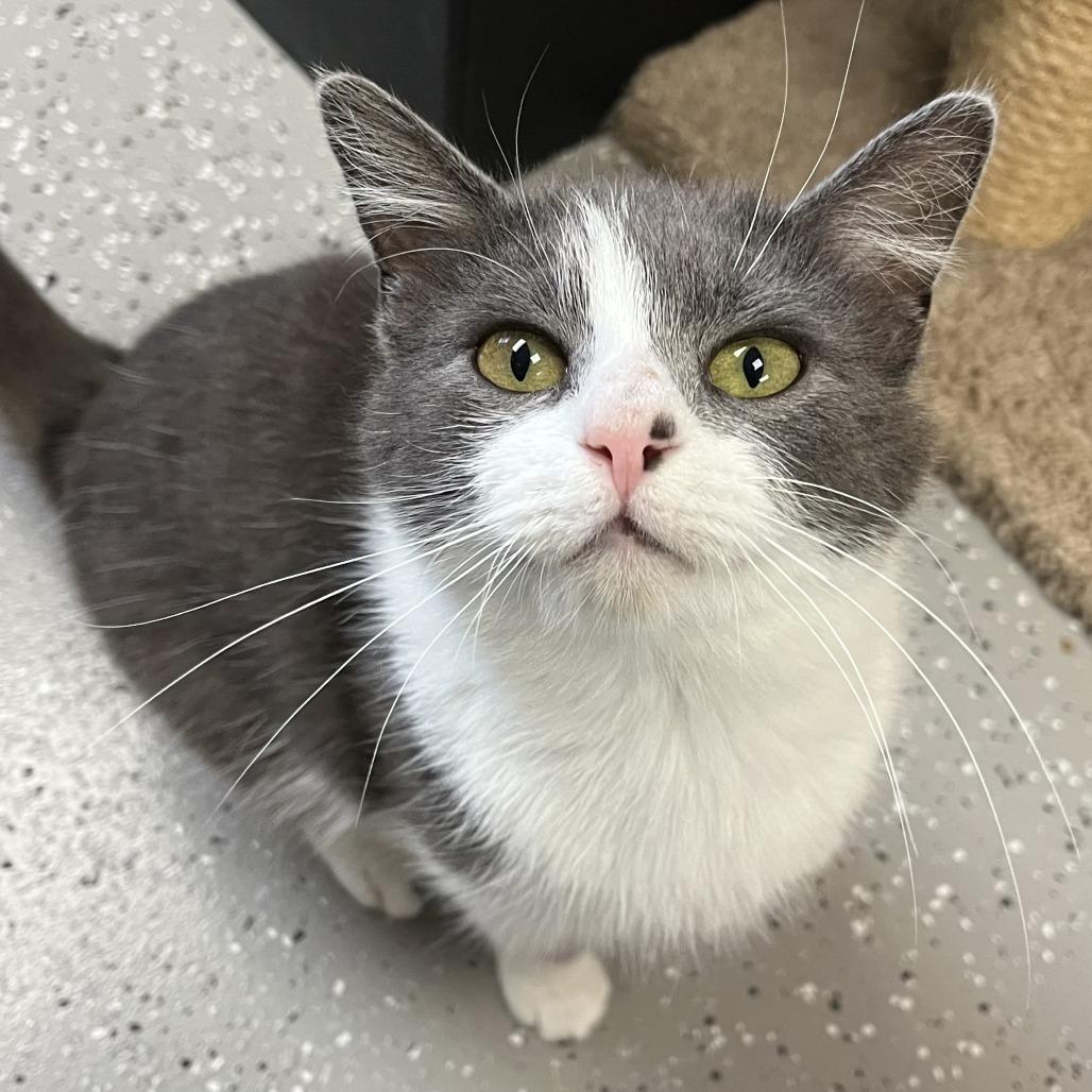 Enlarge Humphrey, a Adoptable mixed breed in La Grange, KY image 1/1
