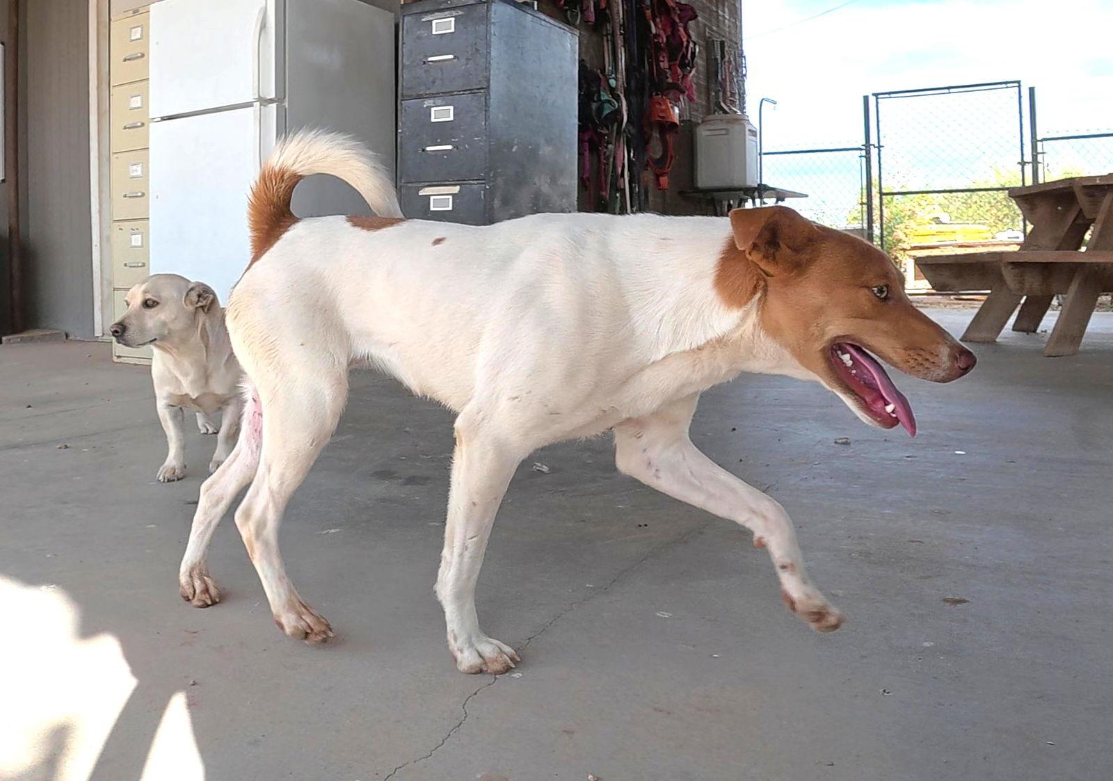 Enlarge Joan, a Adoptable mixed breed in Queen Creek, AZ image 1/3