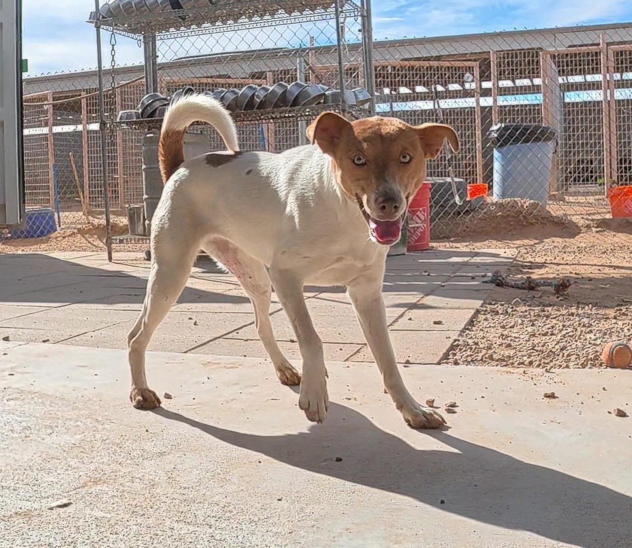 Enlarge Joan, a Adoptable mixed breed in Queen Creek, AZ image 2/3