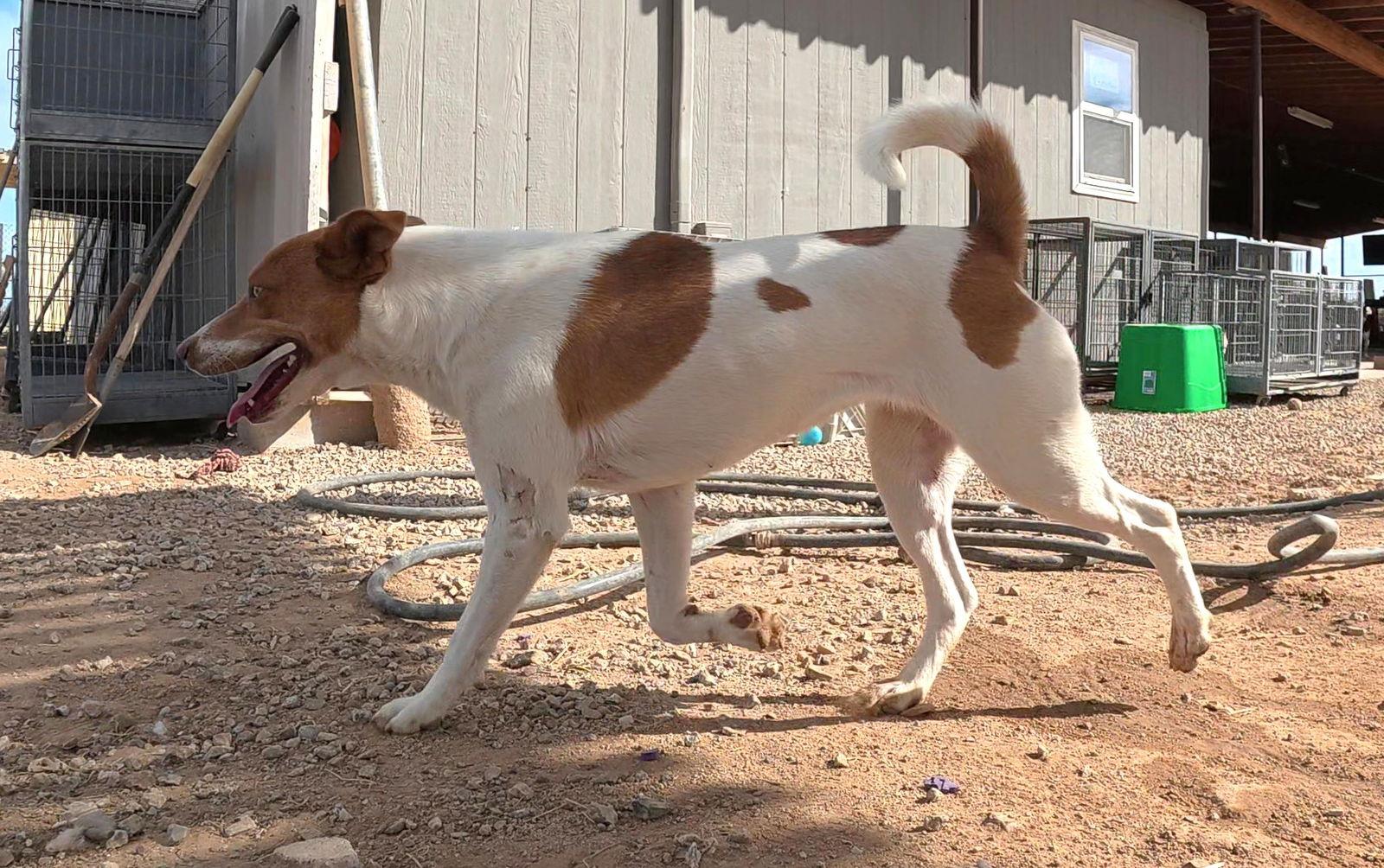 Enlarge Joan, a Adoptable mixed breed in Queen Creek, AZ image 3/3