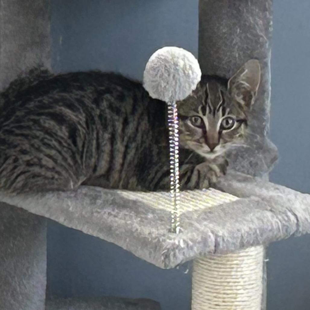 Enlarge Sugar, a Adoptable Domestic Short Hair in Oyster Bay, NY image 2/6