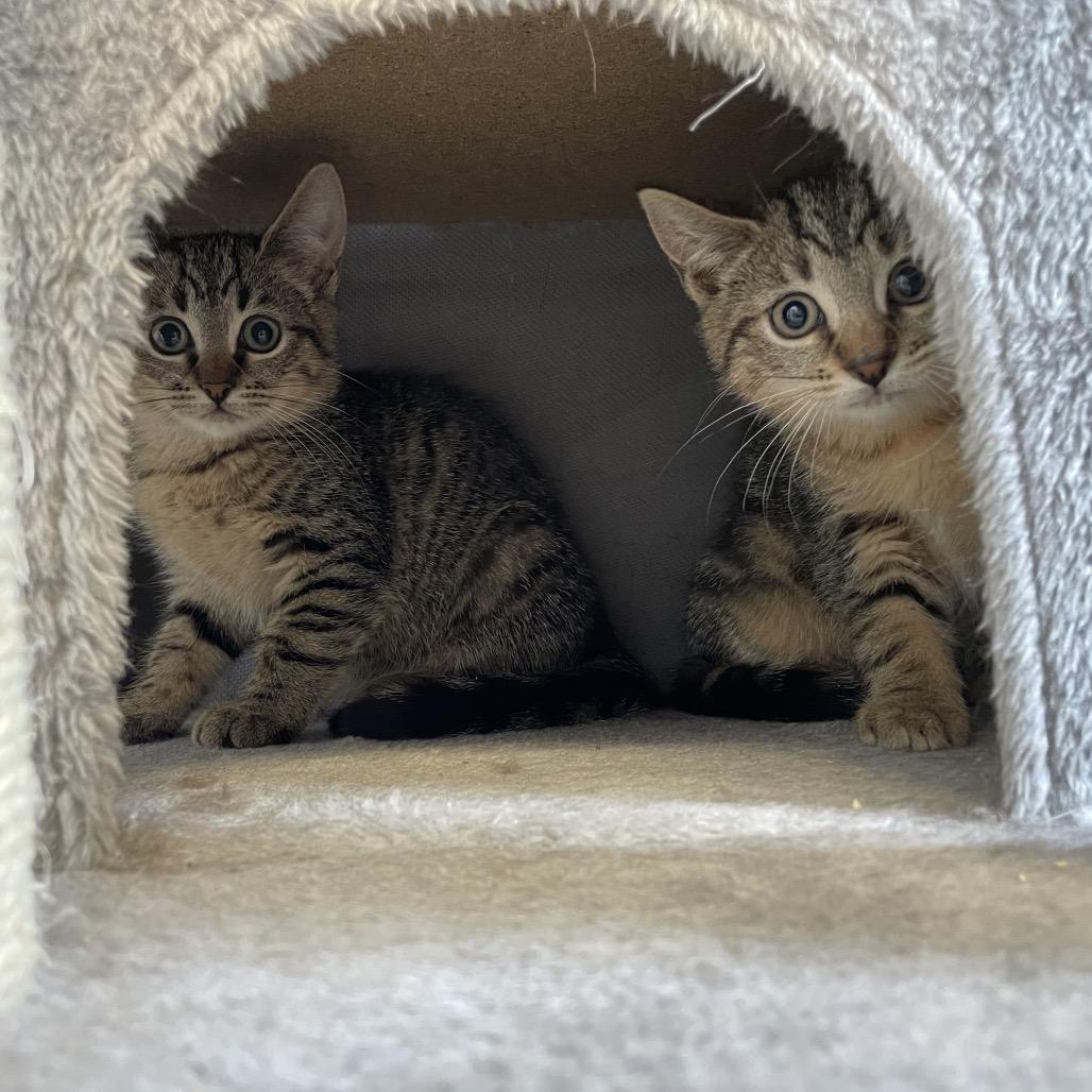 Enlarge Sugar, a Adoptable Domestic Short Hair in Oyster Bay, NY image 3/6