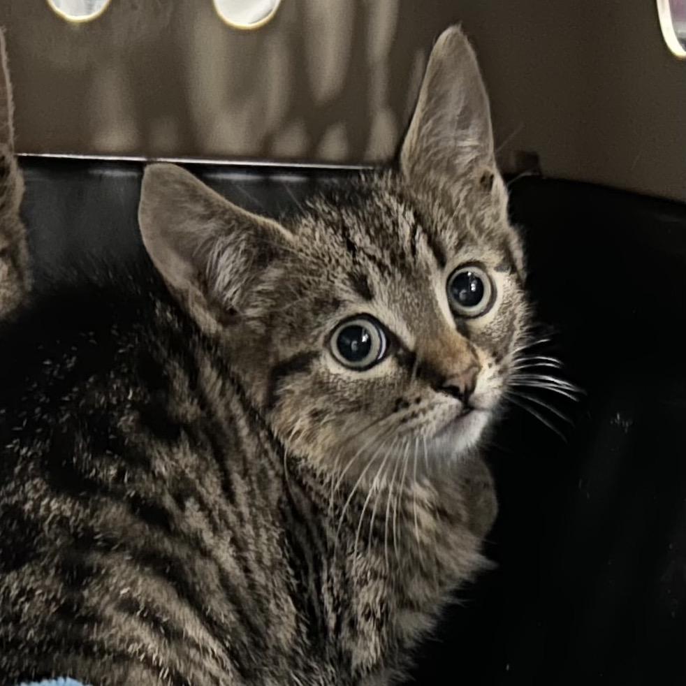 Enlarge Sugar, a Adoptable Domestic Short Hair in Oyster Bay, NY image 4/6