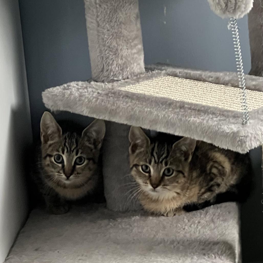 Enlarge Sugar, a Adoptable Domestic Short Hair in Oyster Bay, NY image 5/6