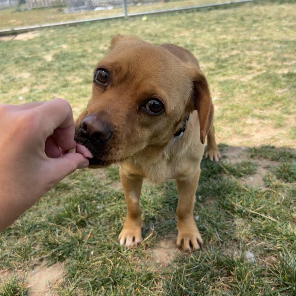 Enlarge Donut, a Adoptable Pug in Harrisonburg, VA image 6/6