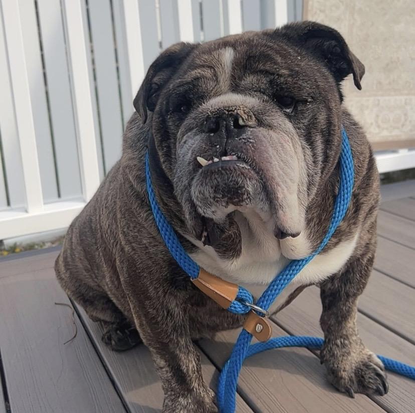 Enlarge Otis, a ADOPTABLE Bulldog in Philadelphia, PA image 3/6