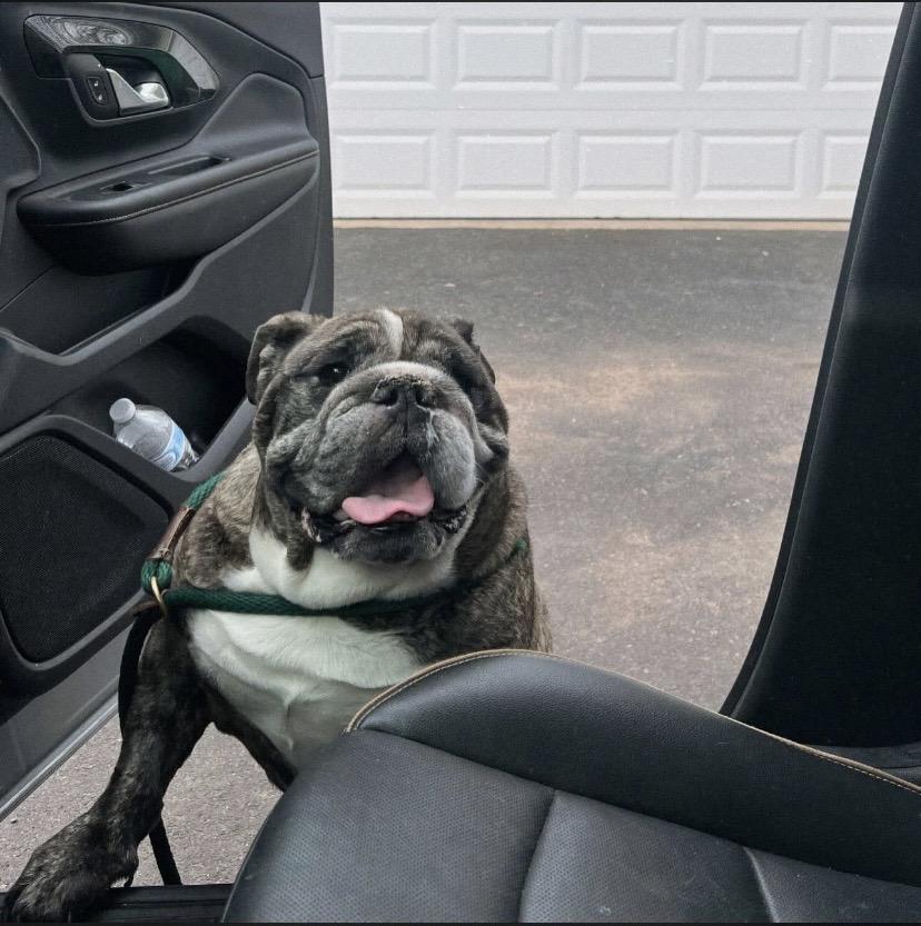 Enlarge Otis, a ADOPTABLE Bulldog in Philadelphia, PA image 4/6