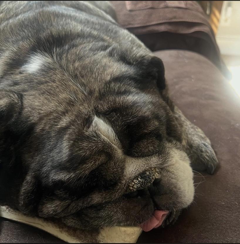 Enlarge Otis, a ADOPTABLE Bulldog in Philadelphia, PA image 5/6