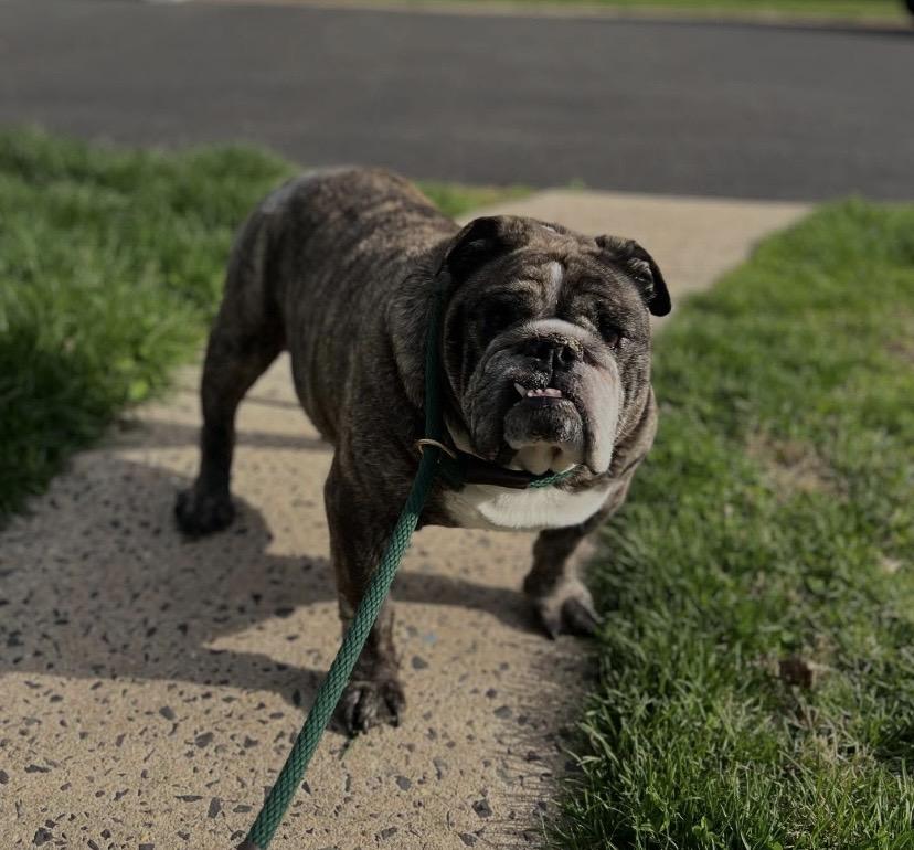 Enlarge Otis, a ADOPTABLE Bulldog in Philadelphia, PA image 2/6