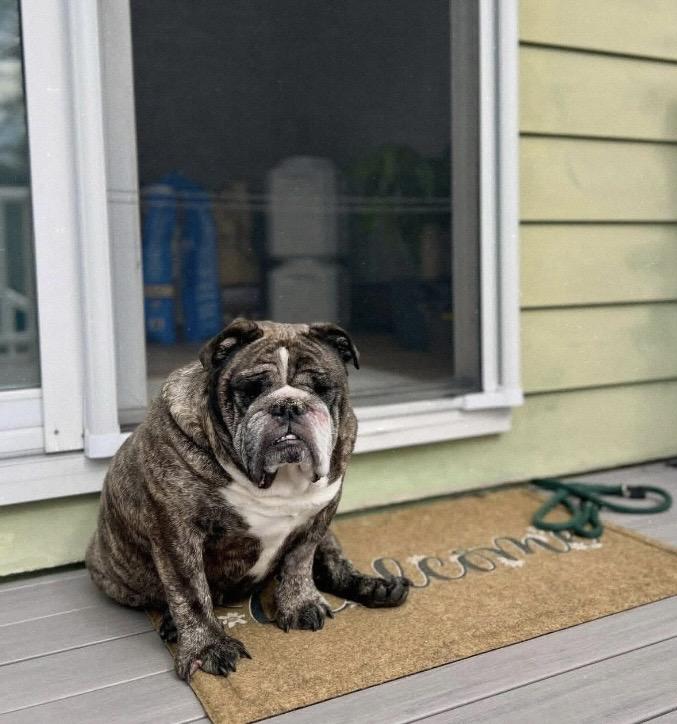 Enlarge Otis, a ADOPTABLE Bulldog in Philadelphia, PA image 1/6