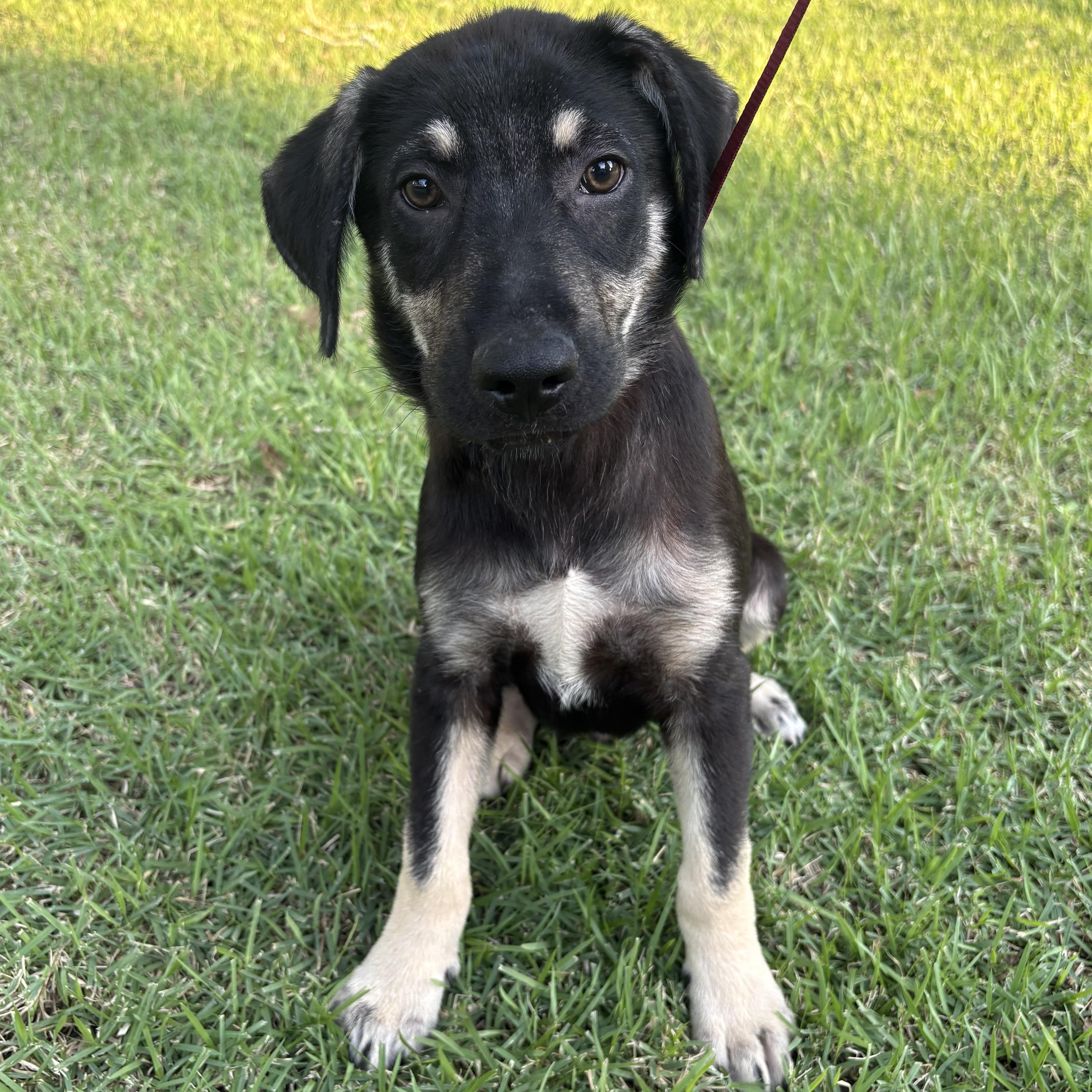 Enlarge Benedict, an adoptable mixed breed in Bryan, TX image 2/2