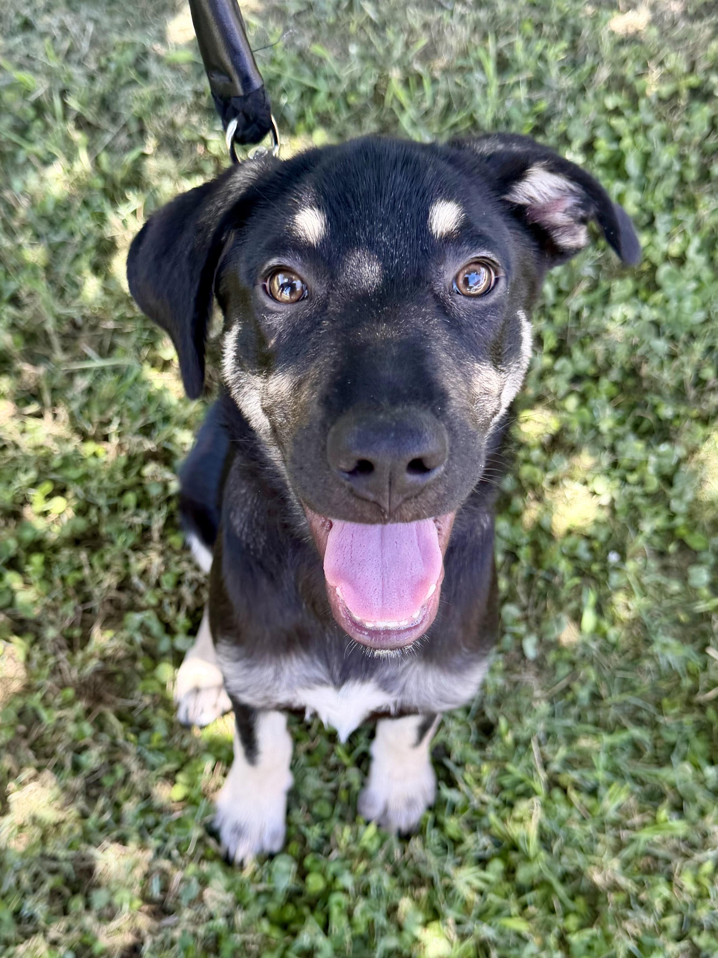 Benedict, an adoptable mixed breed in Bryan, TX image 2/3
