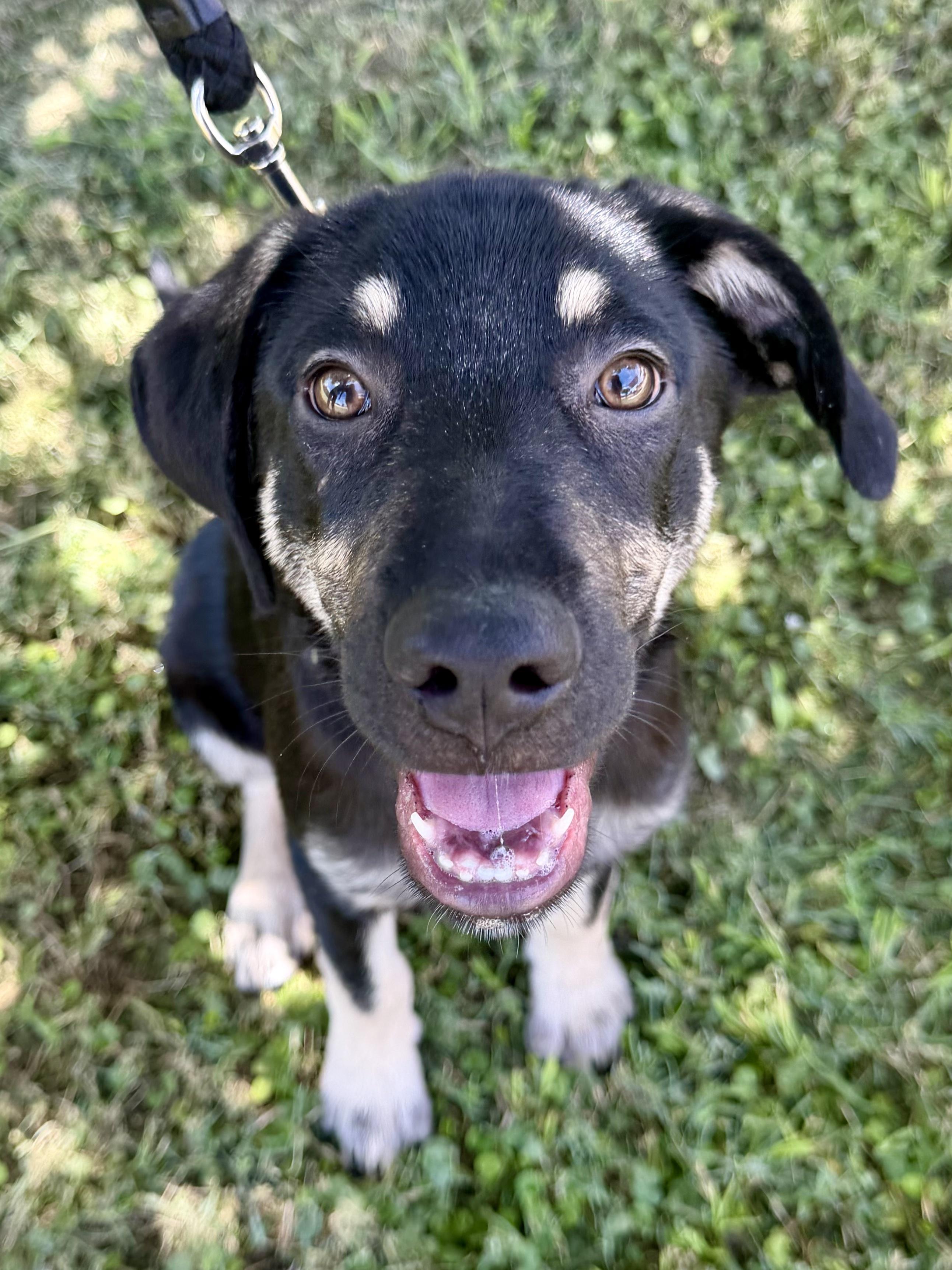 Benedict, an adoptable mixed breed in Bryan, TX image 3/3