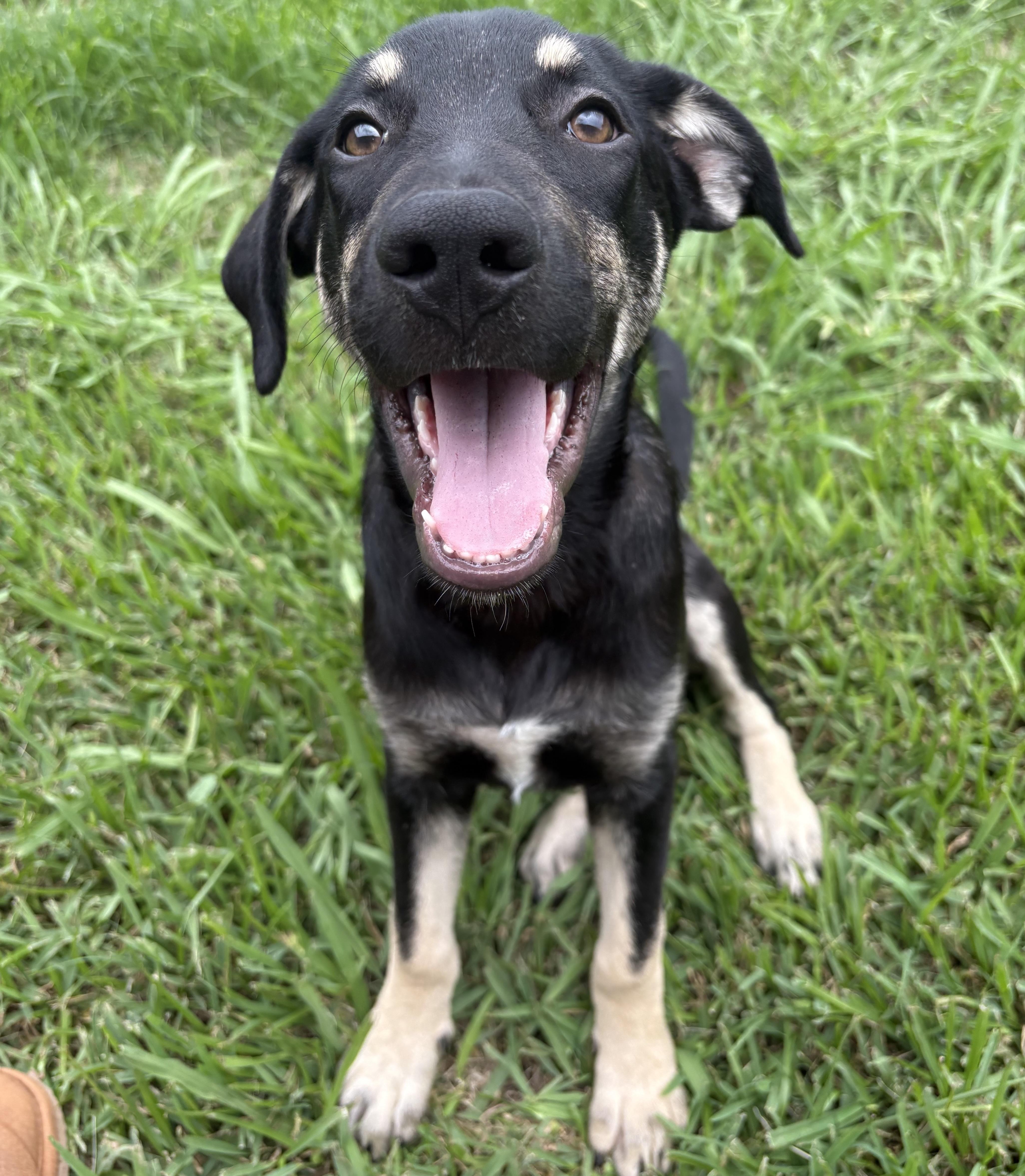 Benedict, an adoptable mixed breed in Bryan, TX image 1/3