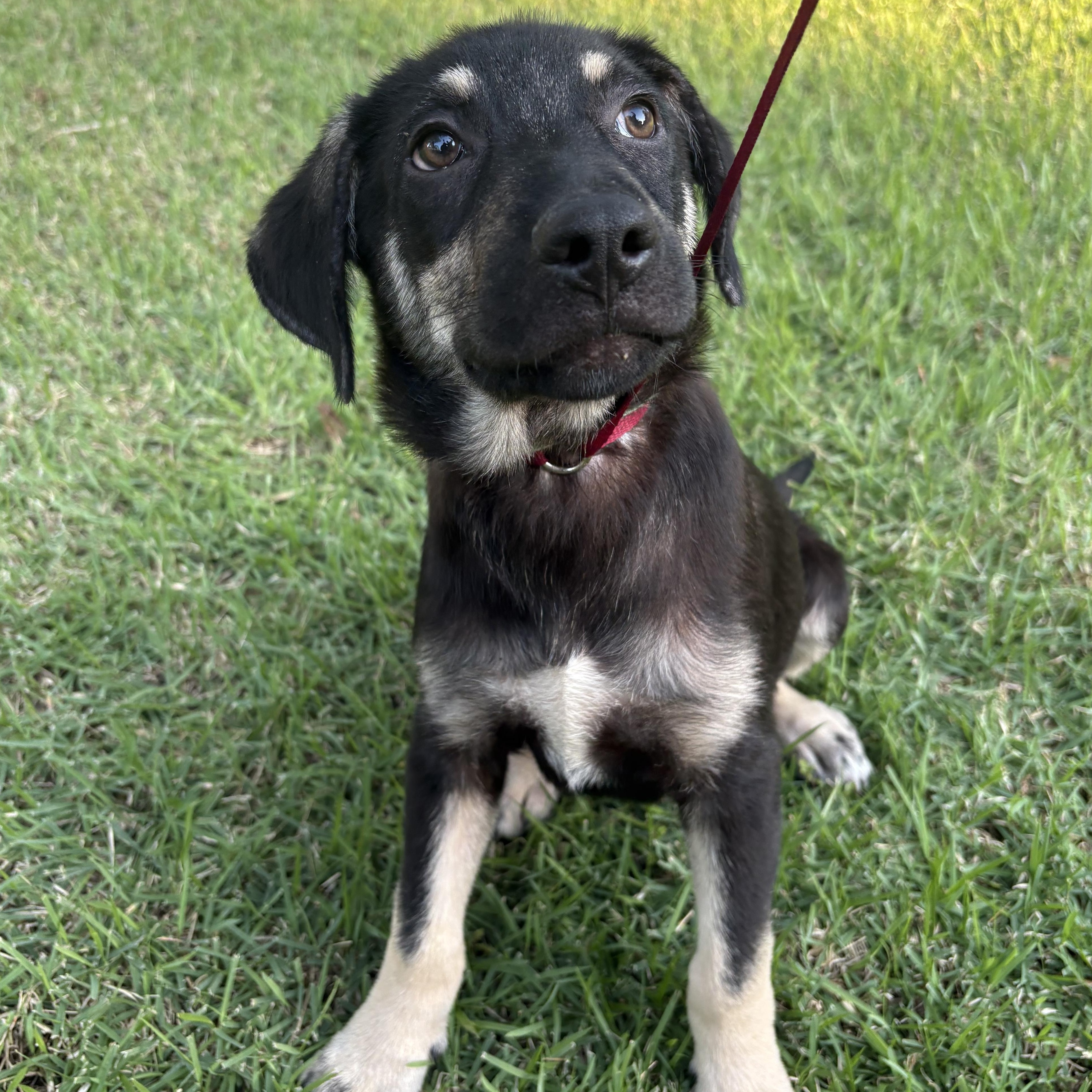 Enlarge Benedict, an adoptable mixed breed in Bryan, TX image 1/2