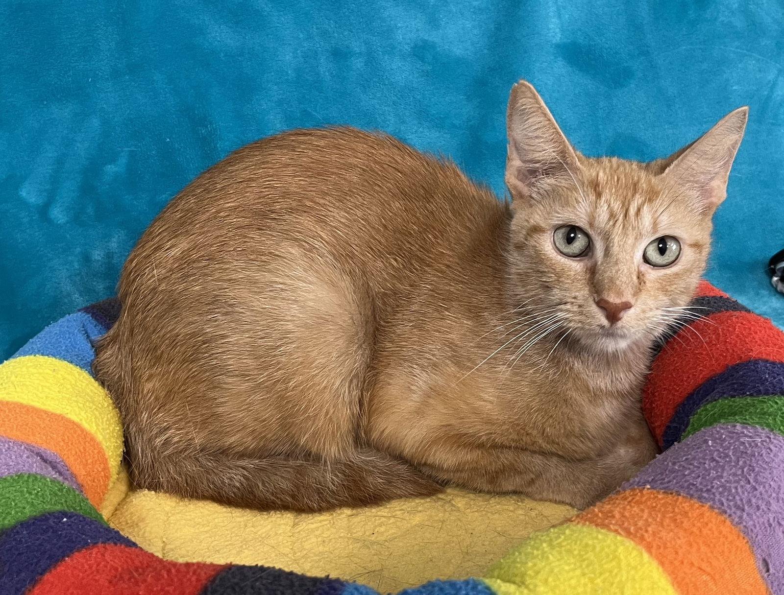 Enlarge Venus, a Adoptable Domestic Short Hair in Greenville, IL image 1/2