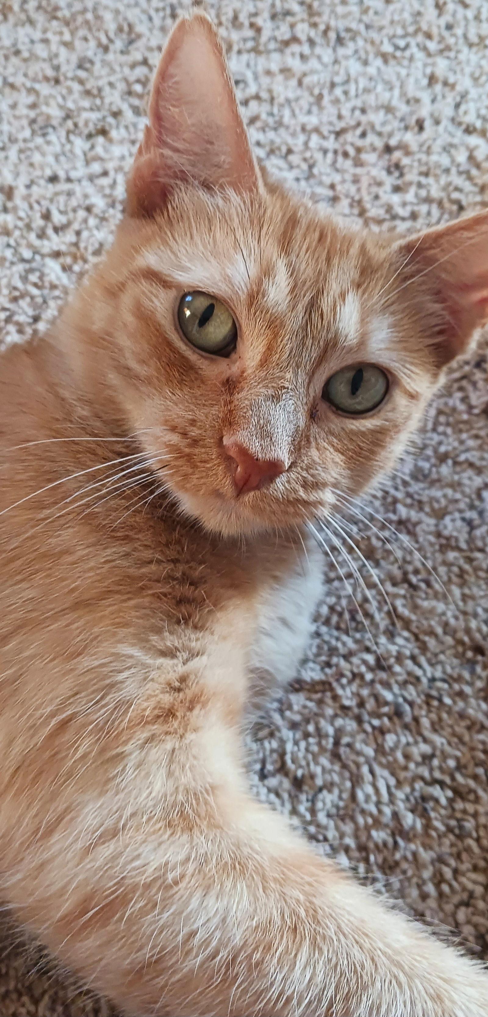 Enlarge Venus, a Adoptable Domestic Short Hair in Greenville, IL image 2/3