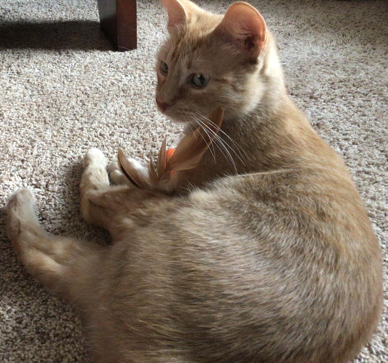 Venus — thumbnail 3