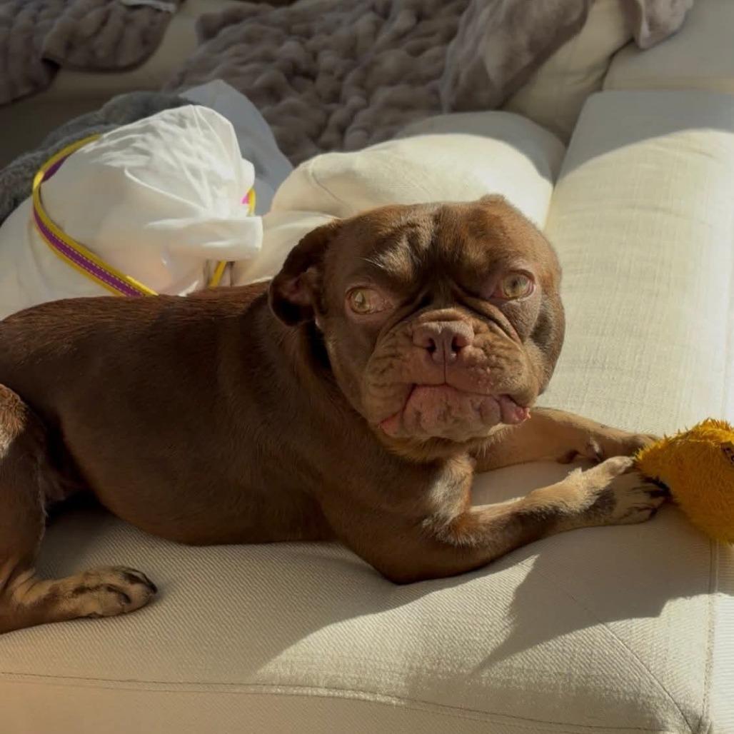 Enlarge Ruby, a Adoptable French Bulldog in Huber Heights, OH image 1/6