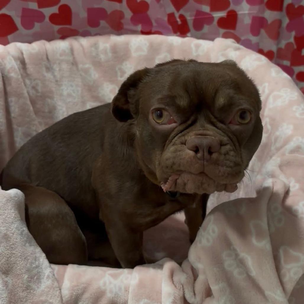 Enlarge Ruby, a Adoptable French Bulldog in Huber Heights, OH image 2/6