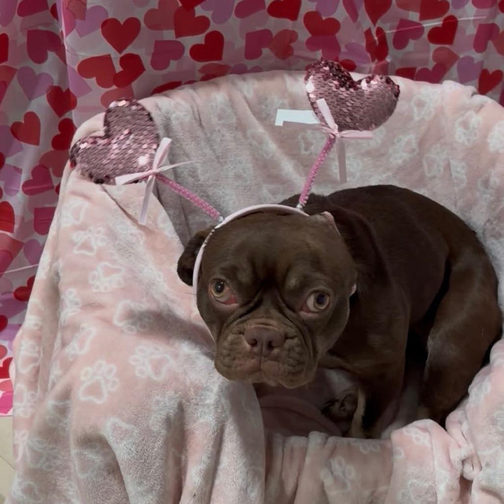 Enlarge Ruby, a Adoptable French Bulldog in Huber Heights, OH image 3/6