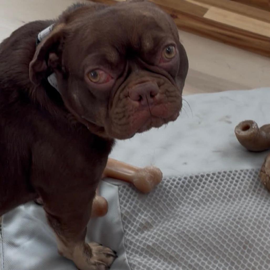 Enlarge Ruby, a Adoptable French Bulldog in Huber Heights, OH image 4/6