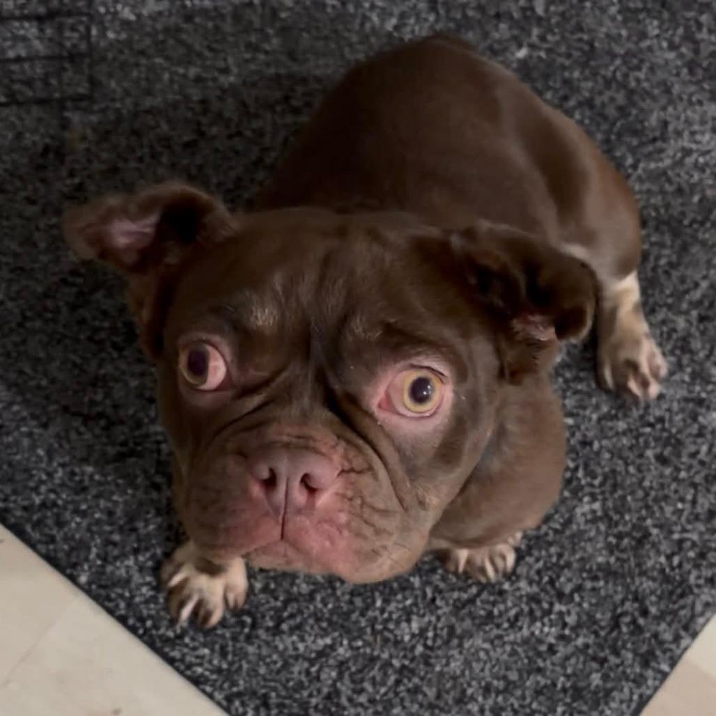 Enlarge Ruby, a Adoptable French Bulldog in Huber Heights, OH image 5/6