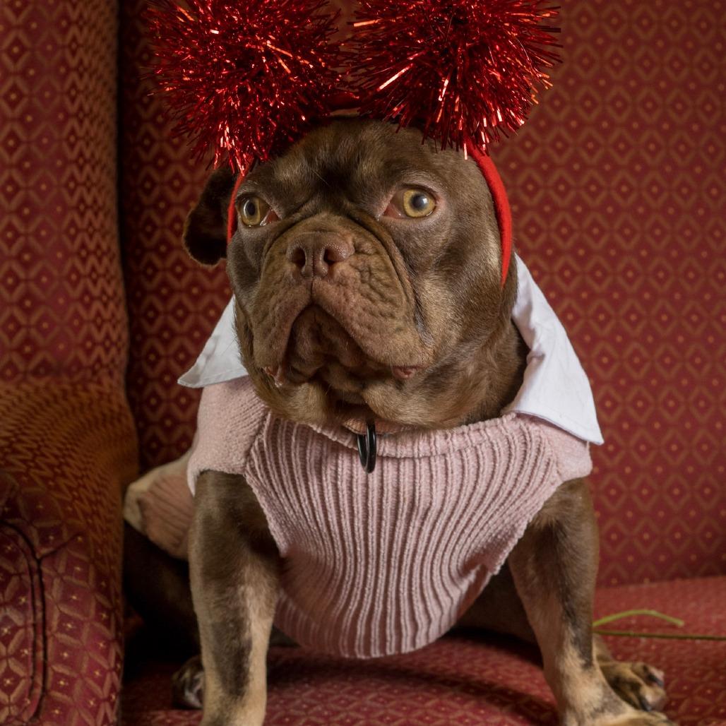 Enlarge Ruby, a Adoptable French Bulldog in Huber Heights, OH image 6/6