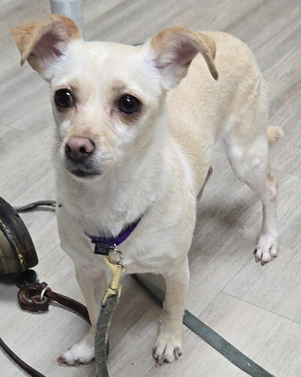 Conchita Angel, Adoptable, Adult Female Chihuahua.