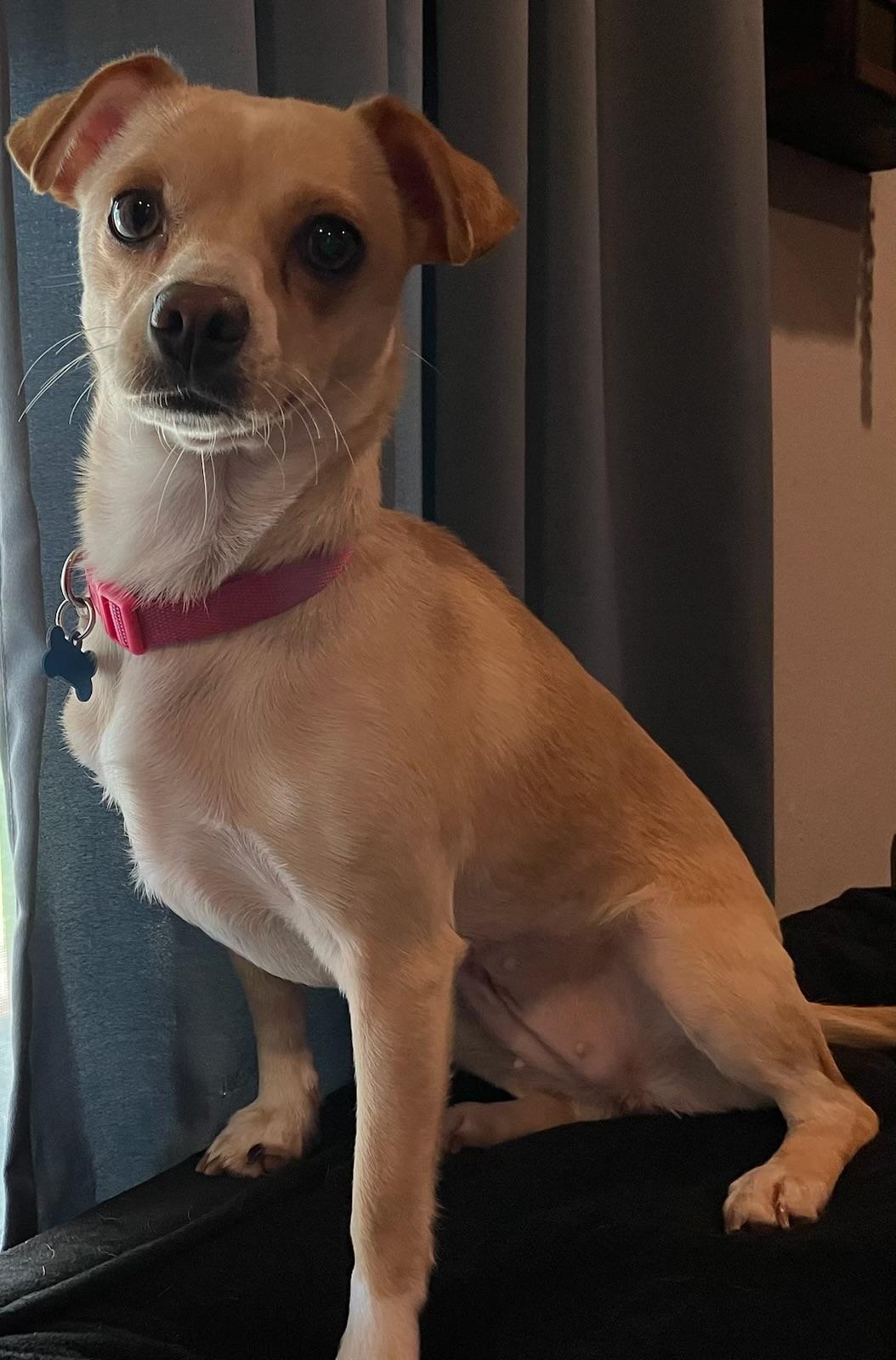 Enlarge Cher, a ADOPTABLE Chiweenie in Garland, TX image 5/5