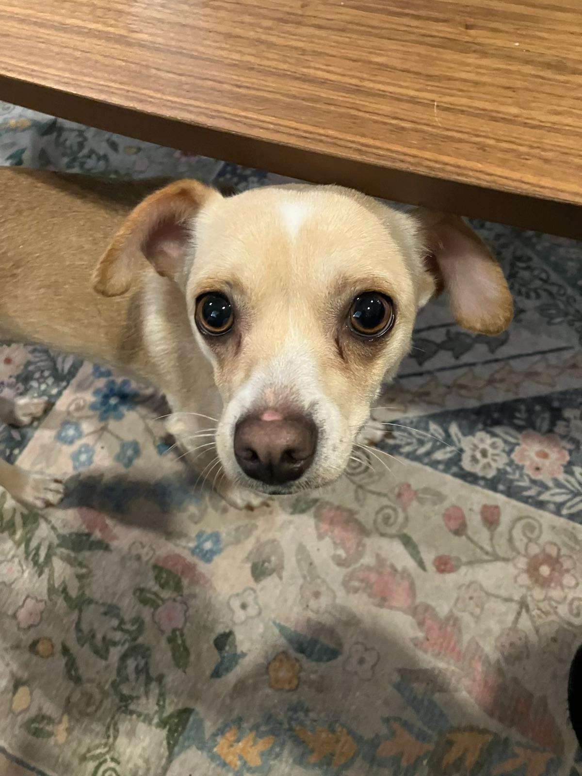 Enlarge Cher, a ADOPTABLE Chiweenie in Garland, TX image 4/5