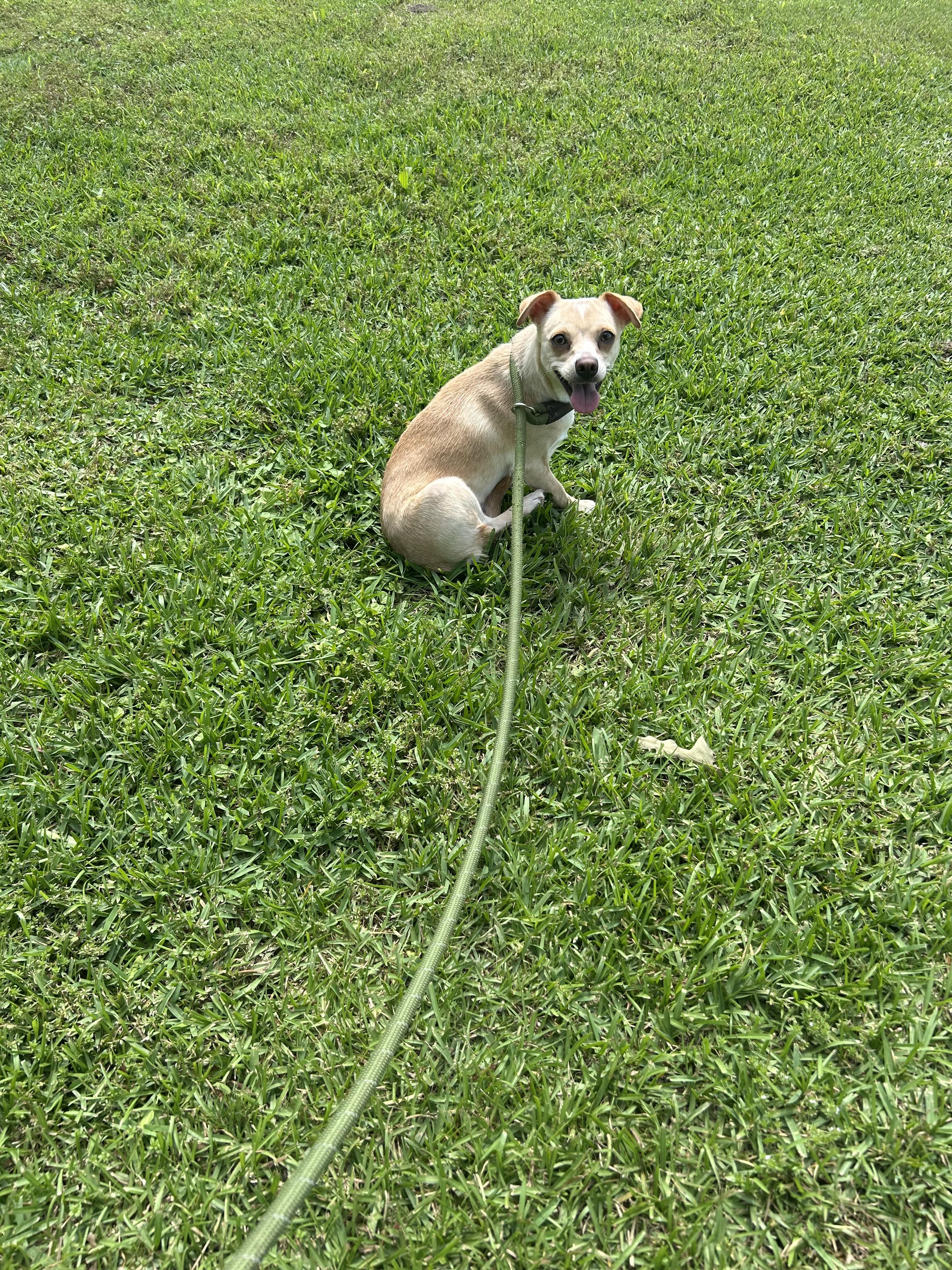 Enlarge Cher, a ADOPTABLE Chiweenie in Garland, TX image 2/5