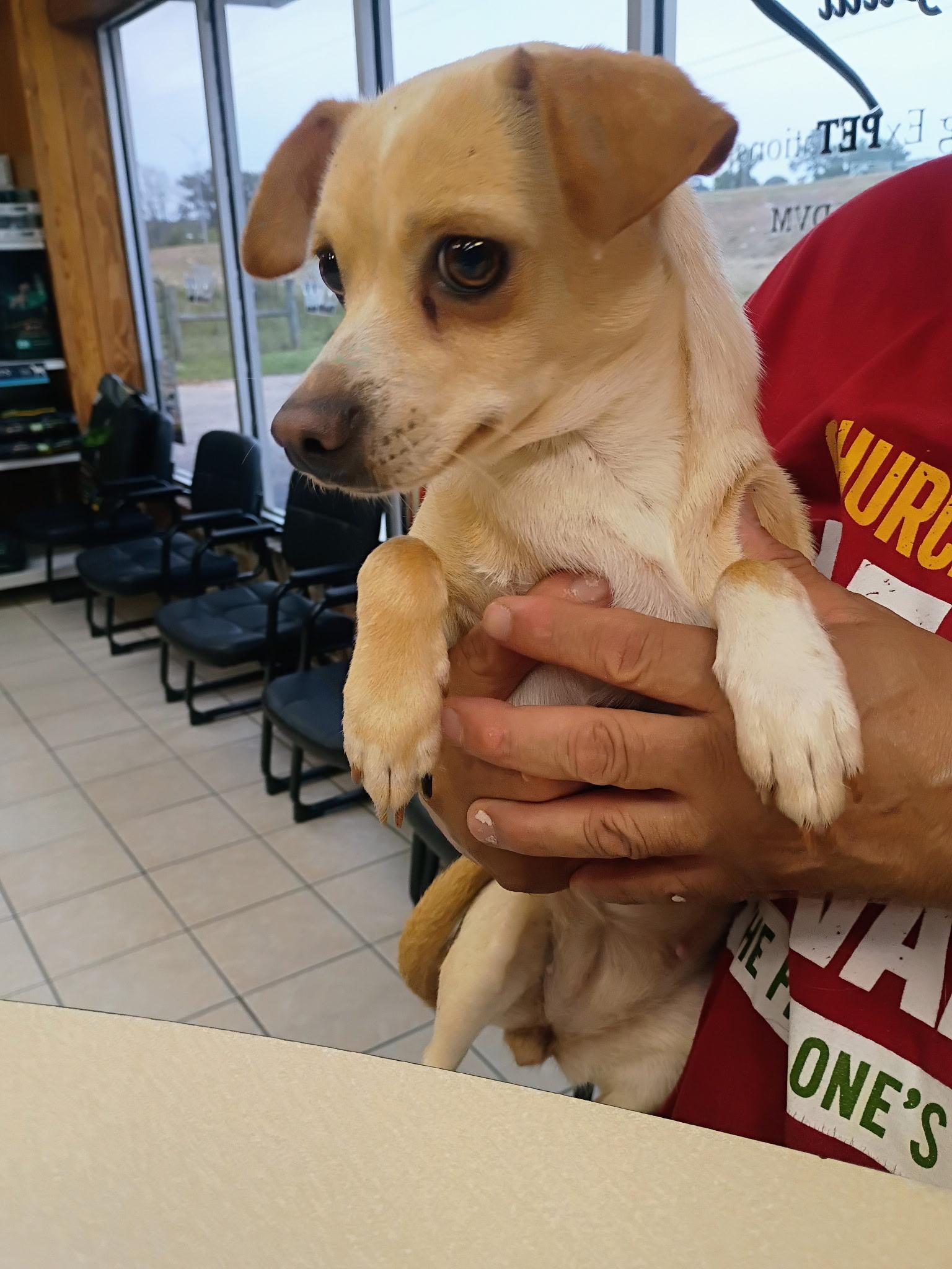 Enlarge Cher, a ADOPTABLE Chiweenie in Garland, TX image 1/5