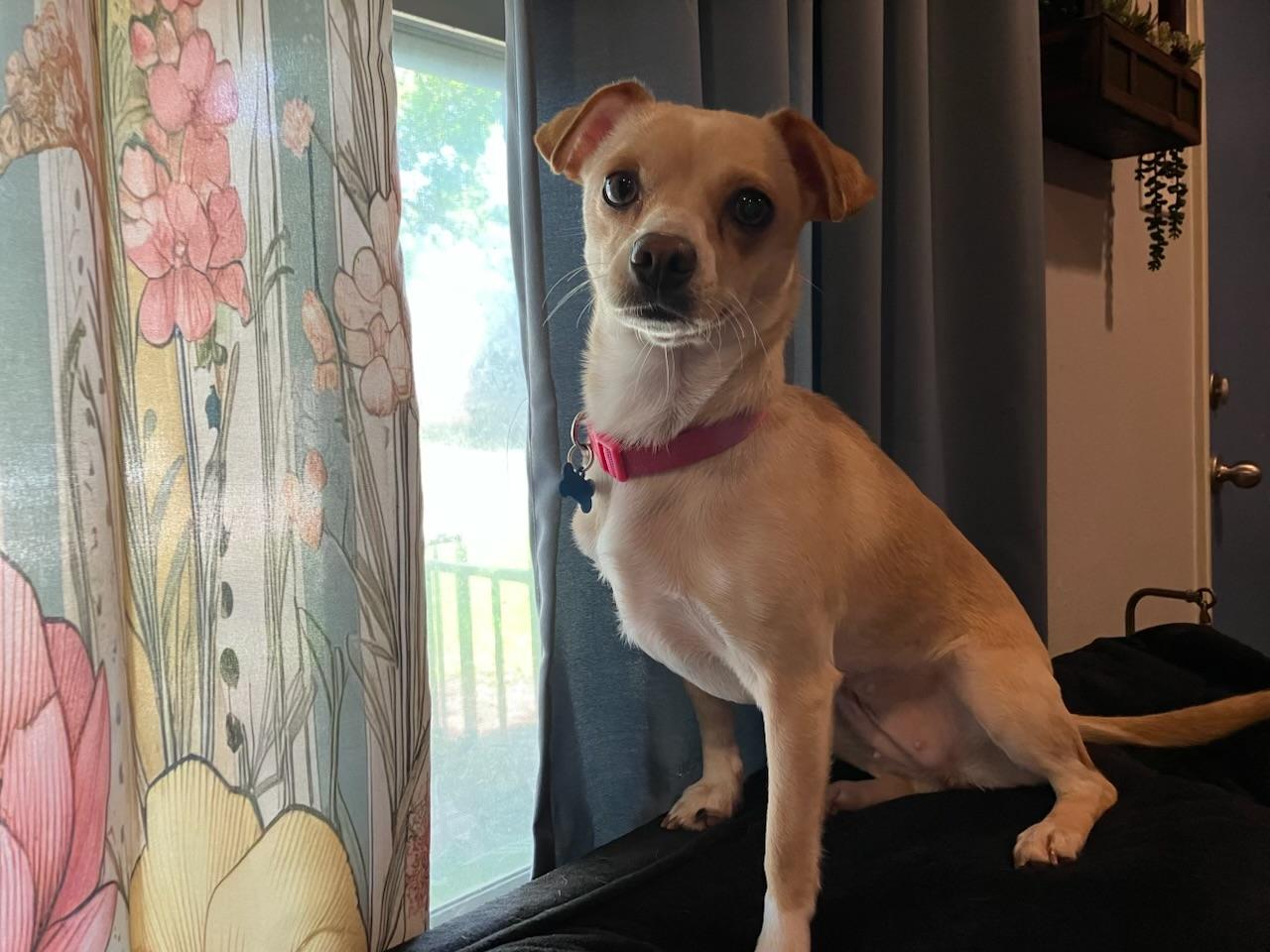 Enlarge Cher, a ADOPTABLE Chiweenie in Garland, TX image 3/5