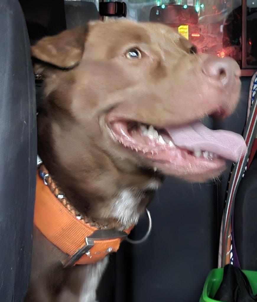 Danny aka "Moose, a Adoptable mixed breed in Saint Clairsville, OH image 1/3