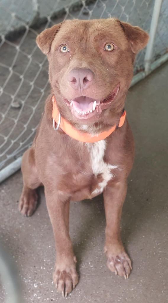 Danny aka "Moose, a Adoptable mixed breed in Saint Clairsville, OH image 2/3